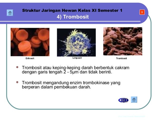  Jaringan  Hewan  BIOLOGI SMA KELAS XI