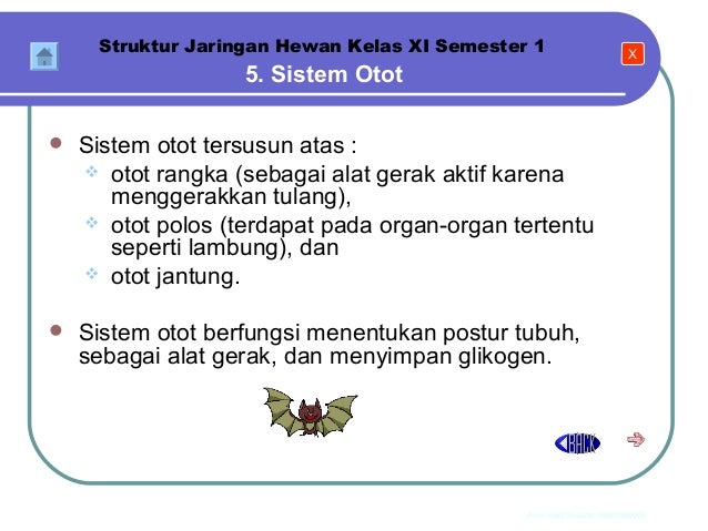 Jaringan Hewan BIOLOGI SMA KELAS XI Jaringan Hewan BIOLOGI SMA KELAS XI