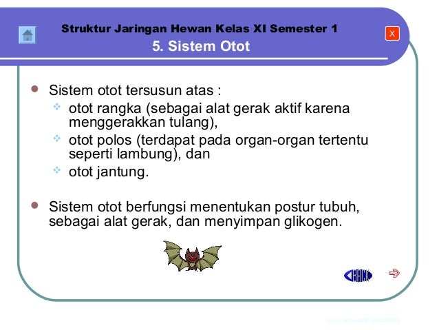  Jaringan  Hewan  BIOLOGI SMA KELAS  XI 