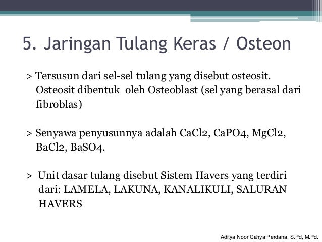 Jaringan Hewan Jaringan Hewan