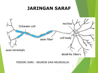 Jaringan_Hewan.pptx