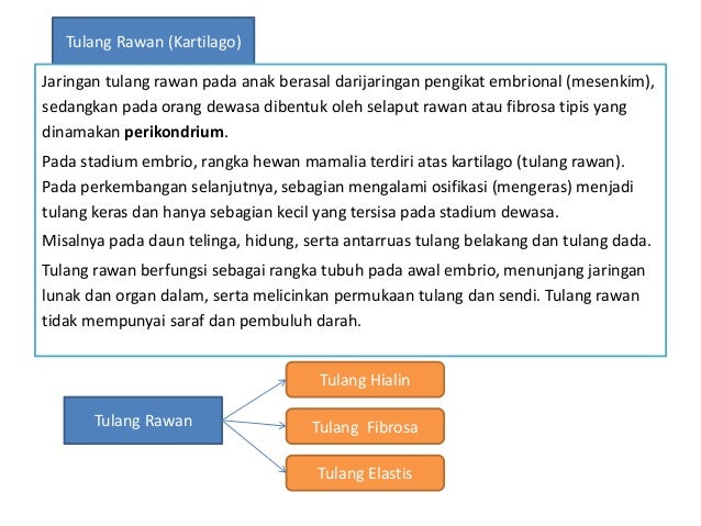  Jaringan  hewan  0ok