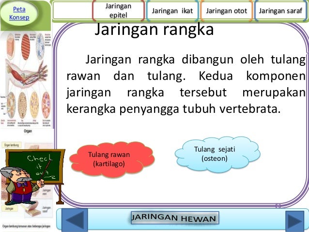Jaringan hewan 1 Jaringan hewan 1