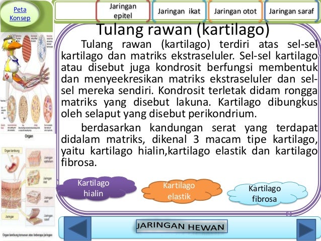 Jaringan hewan 1 Jaringan hewan 1