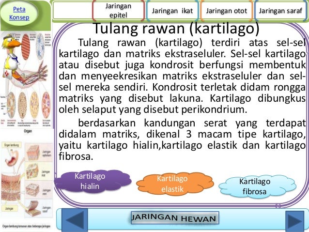  Jaringan  hewan  1