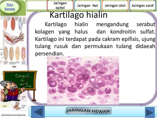 Jaringan hewan 1 Jaringan hewan 1