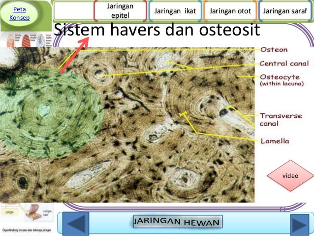 Jaringan Hewan 1 28736984