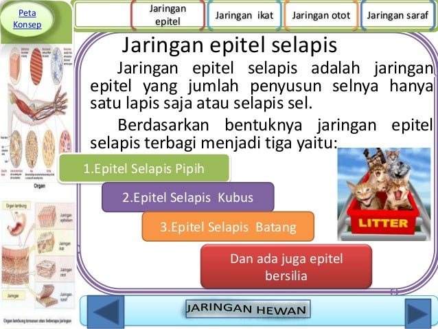Jaringan hewan 1 Jaringan hewan 1