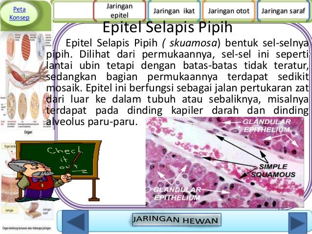 Jaringan hewan  1