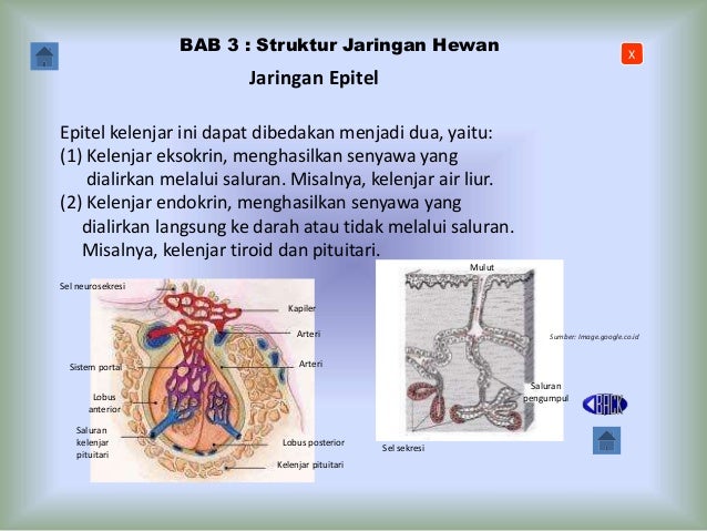 Jaringan Hewan 34245160