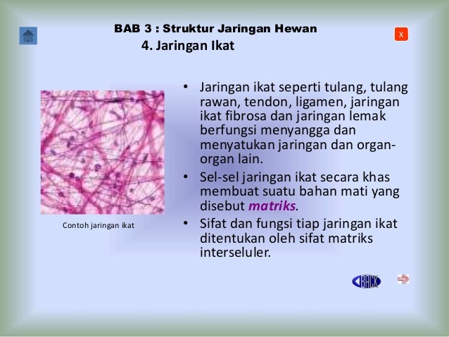 Jaringan hewan Jaringan hewan