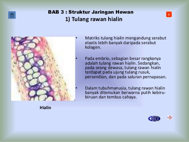 Jaringan Tulang Rawan Elastis Terdapat Pada Modern