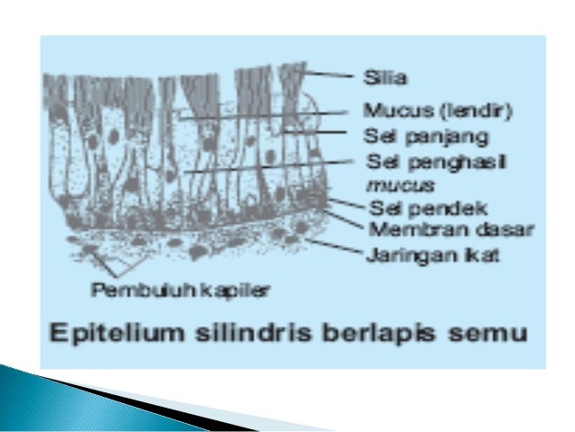  Bab  3 Jaringan  Hewan  Kelas  XI  SMAN 5 Yogyakarta