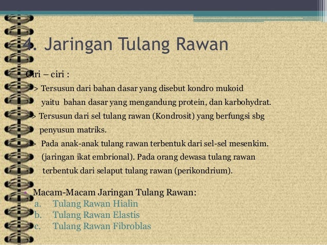 Jaringan hewan ainur vanda Jaringan hewan ainur vanda
