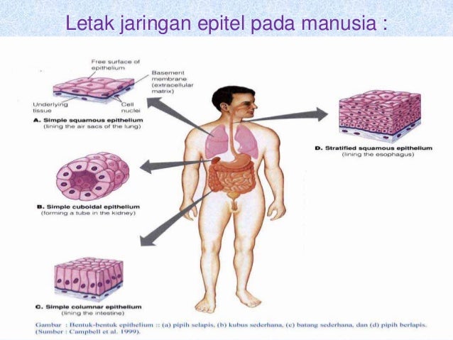 Jaringan Hewan Kls Xi Ipa