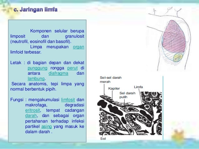  Jaringan  hewan  kls  xi  ipa