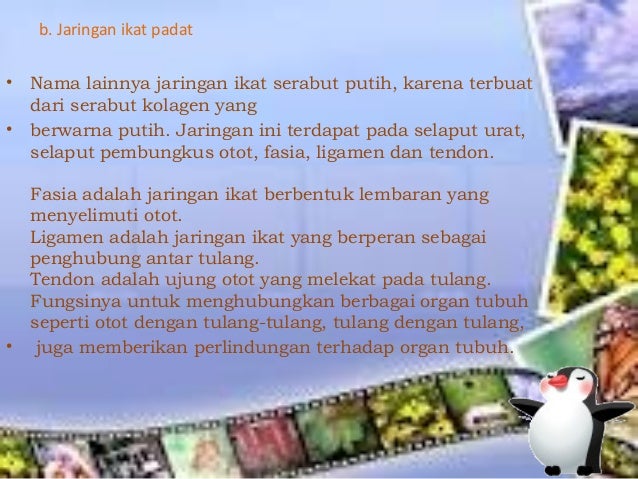 Jaringan Hewan Persentation