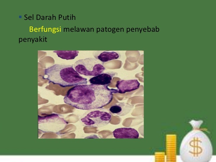 Jaringan hewan vertebrata jaringan pengikat Jaringan hewan vertebrata jaringan pengikat