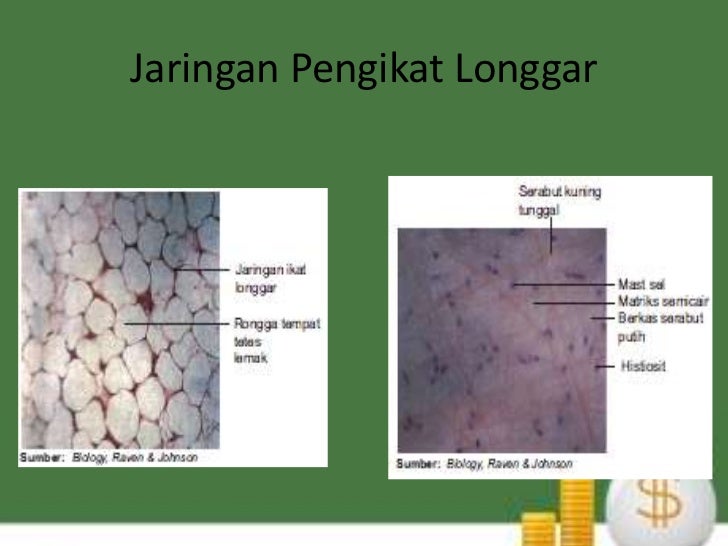  Jaringan  hewan  vertebrata jaringan  pengikat 