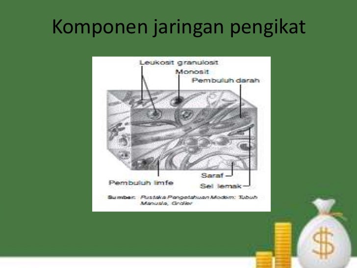  Jaringan  hewan  vertebrata jaringan  pengikat 