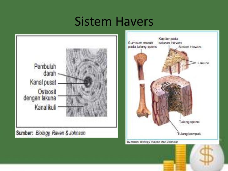 Jaringan hewan  vertebrata  jaringan pengikat 