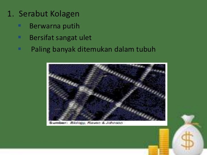 Jaringan hewan vertebrata jaringan pengikat Jaringan hewan vertebrata jaringan pengikat