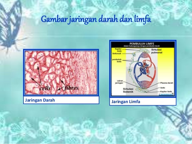  Jaringan  hewan  x ci dwi ditha fidia syafira virga