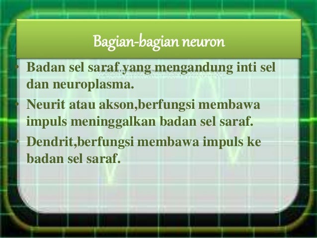 Jaringan Hewan X Ci Dwi Dithafidiasyafiravirga