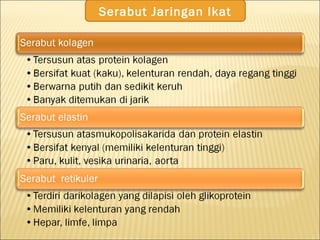 Serabut Jaringan Ikat
 