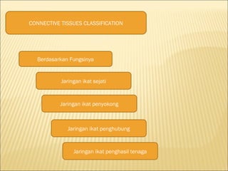 CONNECTIVE TISSUES CLASSIFICATION
Berdasarkan Fungsinya
Jaringan ikat sejati
Jaringan ikat penyokong
Jaringan ikat penghubung
Jaringan ikat penghasil tenaga
 