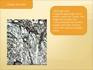 Jaringan Ikat Padat
• Berfungsi untuk
menghubungkan organ tubuh,
serabut syaraf,otot, tendon, dan
sebgai dermis pada kulit.
• Kurang fleksibel dan serabut
kolagen lebih jelas menonjol.
• Jauh lebih resistent terhadap
stress.
 