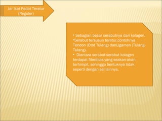 Jar Ikat Padat Teratur
(Reguler)
• Sebagian besar serabutnya dari kolagen.
•Serabut tersusun teratur,contohnya
Tendon (Otot Tulang) danLigamen (Tulang-
Tulang).
• Diantara serabut-serabut kolagen
terdapat fibroblas yang seakan-akan
terhimpit, sehingga bentuknya tidak
seperti dengan sel lainnya.
 