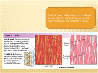 Pada Jaringan padat elastis tampak berkas
adanya jaringan elastis tersusun sangat
rapat dengan sel-sel fibroblast tersebar
 