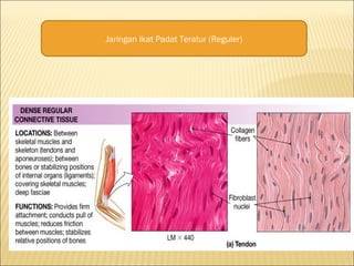 Jaringan Ikat Padat Teratur (Reguler)
 