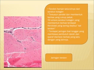 • Tendon hampir seluruhnya dari
serabut kolagen
• Tersusun paralel dan membentuk
berkas yang cukup pekat.
•Di antara serabut kolagen yang
membentuk berkas terdapat
fibroblast yang sering disebut “sel
tendon”
• Terdapat jaringan ikat longgar yang
membawa pembuluh darah dan
syaraf diantara berkas yang satu
dengan yang lainnya.
Jaringan tendon
 