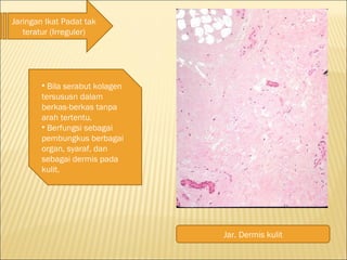 Jaringan Ikat Padat tak
teratur (Irreguler)
• Bila serabut kolagen
tersususn dalam
berkas-berkas tanpa
arah tertentu.
• Berfungsi sebagai
pembungkus berbagai
organ, syaraf, dan
sebagai dermis pada
kulit.
Jar. Dermis kulit
 