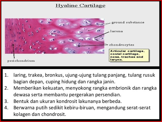 Jaringan Ikat Penyokong