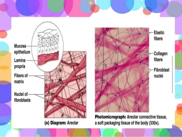 Jaringan Ikat Jaringan Ikat