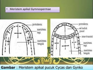 Jaringan meristem tumbuhan | PPTX