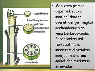 Jaringan meristem tumbuhan | PPTX