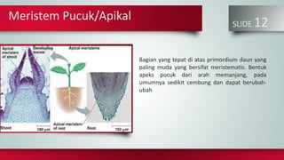 Meristem Pucuk/Apikal
SLIDE 12
Bagian yang tepat di atas primordium daun yang
paling muda yang bersifat meristematis. Bentuk
apeks pucuk dari arah memanjang, pada
umumnya sedikit cembung dan dapat berubah-
ubah
 
