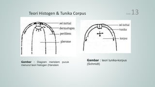 Teori Histogen & Tunika Corpus
Gambar : Diagram meristem pucuk
menurut teori histogen (Hanstein
Gambar : teori tunika-korpus
(Schmidt)
SLIDE 13
 