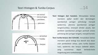 Teori Histogen & Tunika Corpus
Teori histogen dari hanstein. Menyatakan bahwa
meristem apikal terdiri dari dermatogen
(pembentuk jaringan pelindung) menjadi
epidermis), plerome (pembentuk jaringan
tengah/sumbu), (menjadi silinder pusat), dan
periblem (pembentuk jaringan pemisah antara
pelindung dan jaringan tengah), menjadi korteks
Teori tunika-korpus dari Schmidt, menyatakan bahwa
meristem apical terbagi dua daerah atas dasar
arah pembelahan selnya, yaitu tunika (lapisan
luar), epidermis dan korpus (sebelah dalam,
yang susunannya dapat berbeda-beda
tergantung jenis tumbuhannya).
SLIDE 14
 