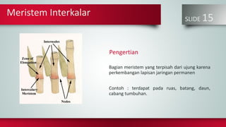 Meristem Interkalar
SLIDE 15
Bagian meristem yang terpisah dari ujung karena
perkembangan lapisan jaringan permanen
Contoh : terdapat pada ruas, batang, daun,
cabang tumbuhan.
Pengertian
 