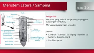 Meristem Lateral/ Samping
SLIDE 16
Meristem yang terletak sejajar dengan pinggiran
suatu organ tumbuhan,
Merupakan juga jaringan sekunder.
Contoh:
• Kambium (Aktivitas kesamping, memiliki sel
fusiform, dan sel jari-jari)
• Kambium gabus
Pengertian
 