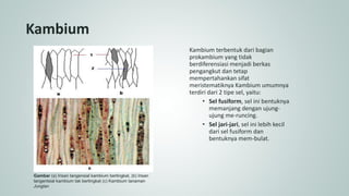 Kambium
Kambium terbentuk dari bagian
prokambium yang tidak
berdiferensiasi menjadi berkas
pengangkut dan tetap
mempertahankan sifat
meristematiknya Kambium umumnya
terdiri dari 2 tipe sel, yaitu:
• Sel fusiform, sel ini bentuknya
memanjang dengan ujung-
ujung me-runcing.
• Sel jari-jari, sel ini lebih kecil
dari sel fusiform dan
bentuknya mem-bulat.
Gambar (a) Irisan tangensial kambium bertingkat, (b) Irisan
tangentsial kambium tak bertingkat (c) Kambium tanaman
Junglan
 
