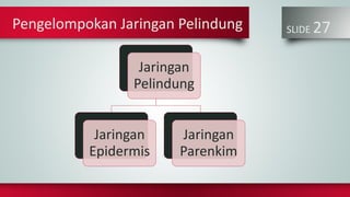 SLIDE 27Pengelompokan Jaringan Pelindung
Jaringan
Pelindung
Jaringan
Epidermis
Jaringan
Parenkim
 