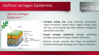 SLIDE 28
Apa Itu Jaringan
Epidermis ?
• Jaringan paling luar yang menutup permukaan
organ tumbuhan, seperti daun, bagian bunga, buah
dan biji, serta batang dan akar sebelum mengalami
penebalan sekunder.
• Fungsi Jaringan epidermis: Sebagai pelindung
jaringan yang ada di bagian sebelah dalamnya.
• Bentuk, ukuran, susunan dan fungsi sel epidermis
berbeda-beda pada berbagai jenis organ tumbuhan.
Definisi Jaringan Epidermis
 