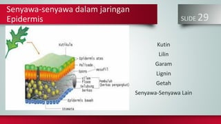 SLIDE 29
Senyawa-senyawa dalam jaringan
Epidermis
Kutin
Lilin
Garam
Lignin
Getah
Senyawa-Senyawa Lain
 