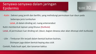 SLIDE 30
Senyawa-senyawa dalam jaringan
Epidermis
- Kutin : Sekresi yang jernih dan berlilin, yang melindungi permukaan luar daun pada
beberapa jenis tumbuhan
Letak, di dalam dinding sel, ruang antarserabut
Kutin membentuk lapisan yang khusus (Kutikula)
Letak, di permukaan luar dinding sel; (daun, bagian dewasa akar akan ditutupi oleh kutikula))
- Lilin : Timbunan lilin terjadi dalam bentuk butiran-butiran,
Disimpan juga dalam bentuk keping atau sisik
Contoh, Pada buah apel, dan tanaman kaktus
 